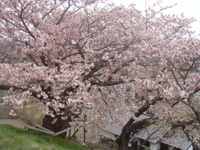 夫婦桜